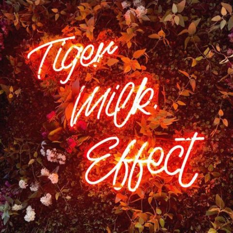 Tiger Milk Effect